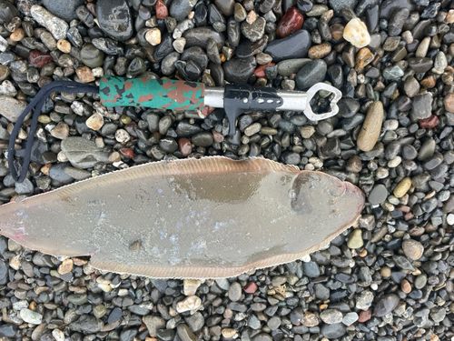 シタビラメの釣果