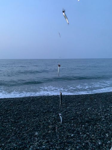 カタクチイワシの釣果