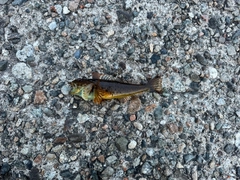 アナハゼの釣果