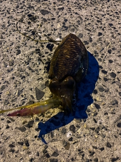 コウイカの釣果