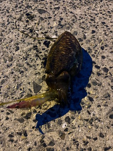 コウイカの釣果