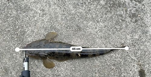 マゴチの釣果