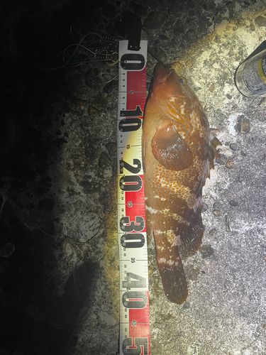 キジハタの釣果