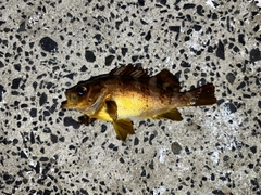 アカメバルの釣果