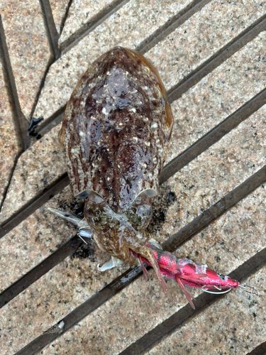コウイカの釣果