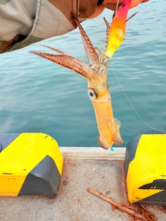 ヒイカの釣果