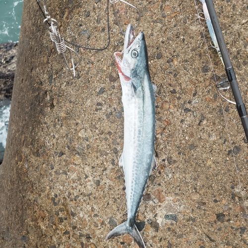 サゴシの釣果