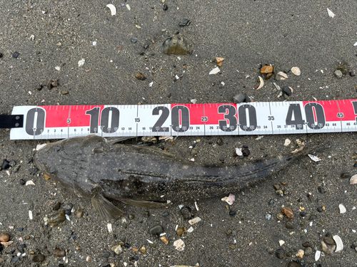 マゴチの釣果
