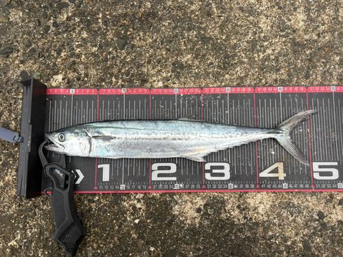 サゴシの釣果