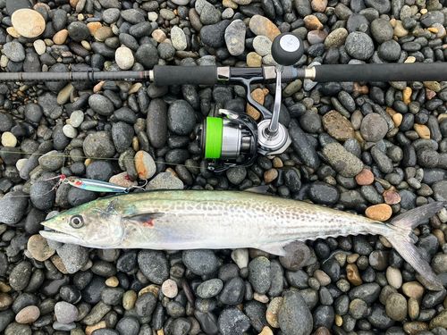 サゴシの釣果