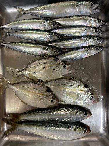 サバの釣果