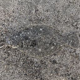 ヒラメ