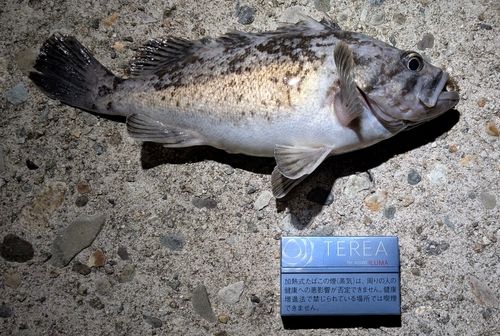 クロソイの釣果