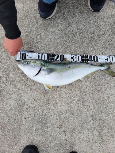 ハマチの釣果