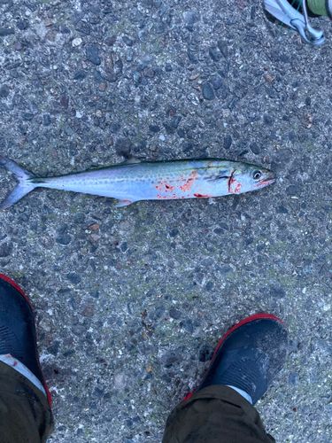 サゴシの釣果