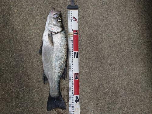 ヒラスズキの釣果