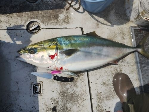 ブリの釣果