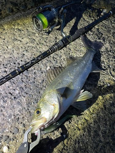 シーバスの釣果