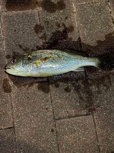 イシモチの釣果