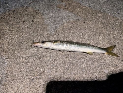 アカカマスの釣果