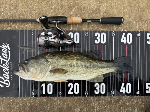 ラージマウスバスの釣果