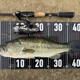 ラージマウスバス