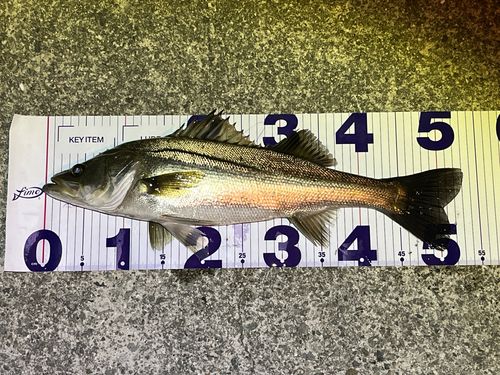シーバスの釣果