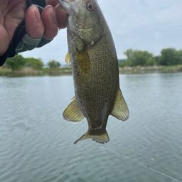 スモールマウスバス