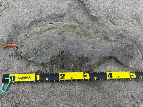 ヒラメの釣果