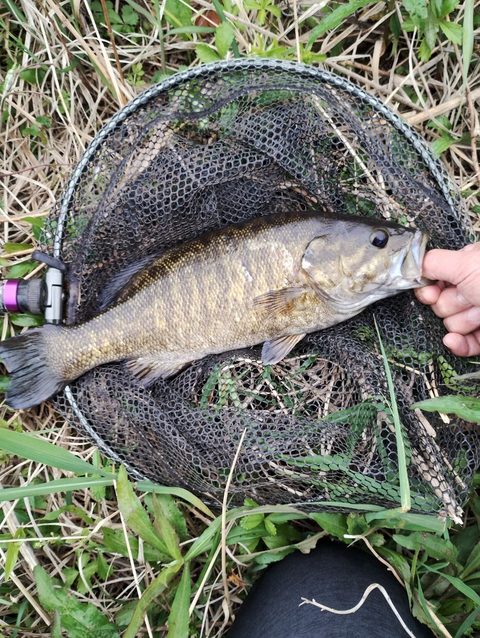 スモールマウスバス