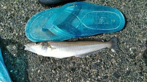 シロギスの釣果