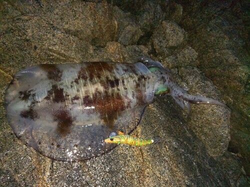 アオリイカの釣果