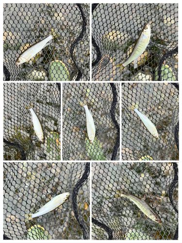 オイカワの釣果