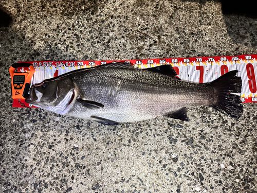 ヒラスズキの釣果