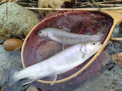 イワナの釣果