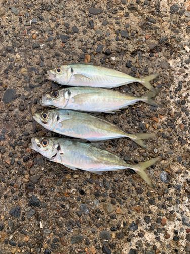 アジの釣果