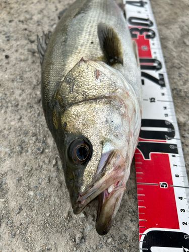 シーバスの釣果