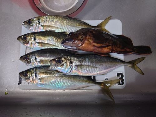 アジの釣果