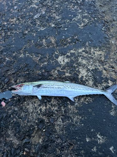 サゴシの釣果