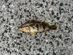 タケノコメバルの釣果