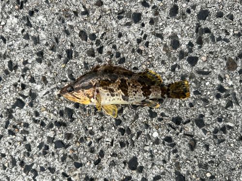 タケノコメバルの釣果