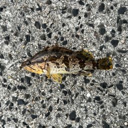 タケノコメバル