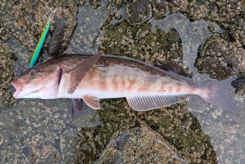 ホッケの釣果