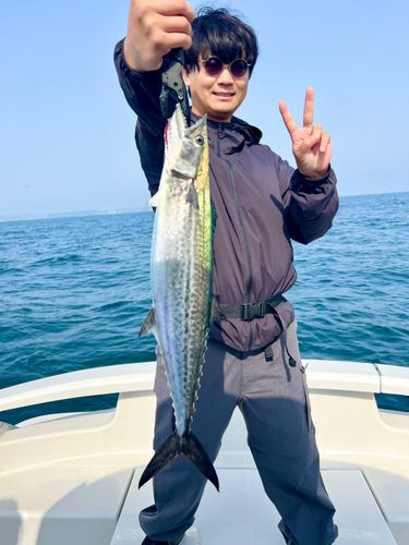 サワラの釣果