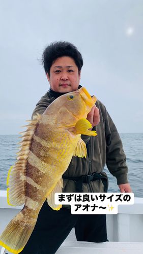 アオナの釣果