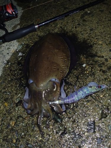 モンゴウイカの釣果
