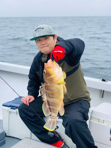 アオナの釣果