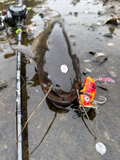 ナマズの釣果