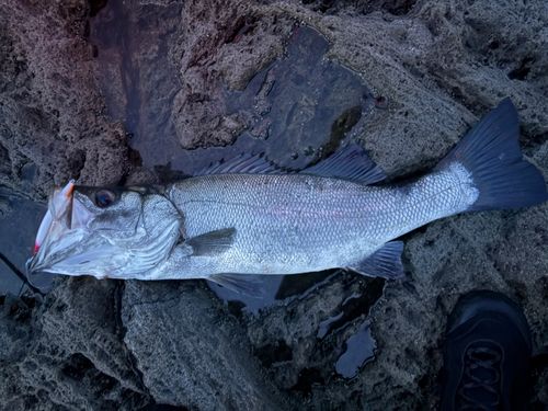 ヒラスズキの釣果