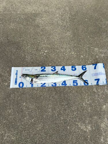 サゴシの釣果